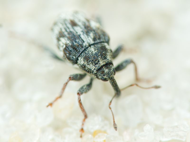 Curculionidae Latreille, 1802